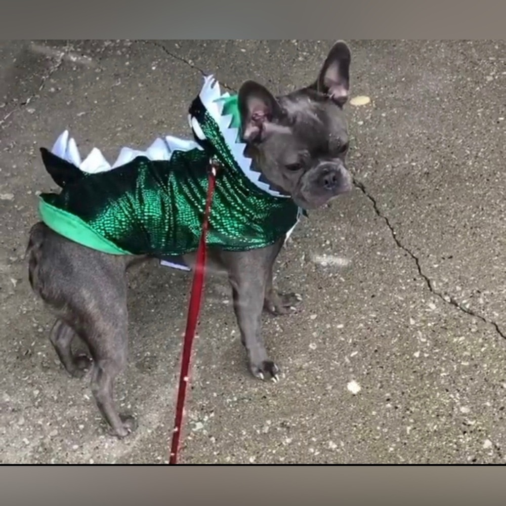 Dog costume Halloween Dragon